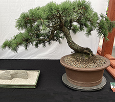 Atlas Cedar